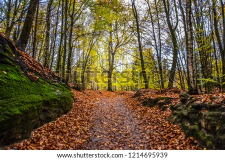 hiking trail in colourful fall forest