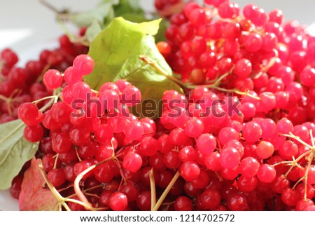 viburnum berries, photo