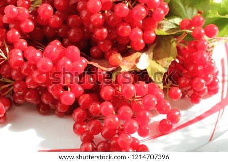 viburnum berries, photo