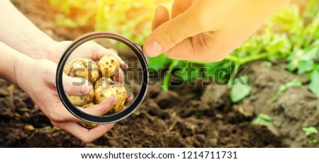 The food scientist checks potatoes for chemicals and pesticides. healthy vegetables. pomology. bush of young yellow potatoes, harvesting, farming. study of the structure of the agro-industrial sector Royalty-Free Stock Photo #1214711731