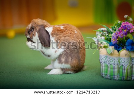 photo of cute rabbit with flowers