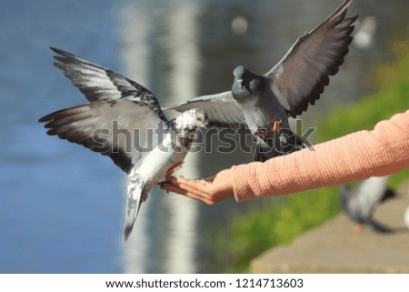 Two pigeons eating on the woman's hand