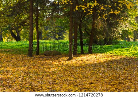 Bright colorful autumn forest park