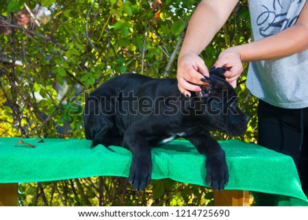 black puppy on the table posing for photo