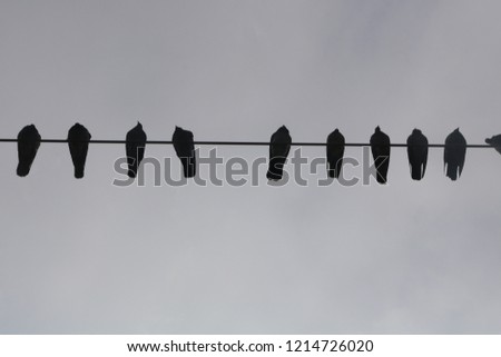 
sky and birds standing on wire