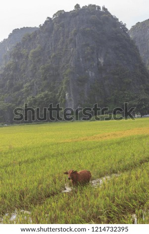 rice fields with the karst mountains in ninh binh, vietnam