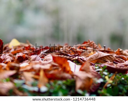 
autumnal dry leaves in the foreground with neutral background