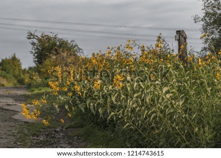 Road with yellow flowers