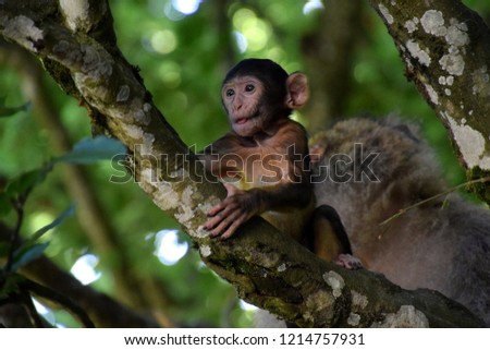 Young Barbary macaque (Macaca sylvanus) climbing on tree, female monkey behind