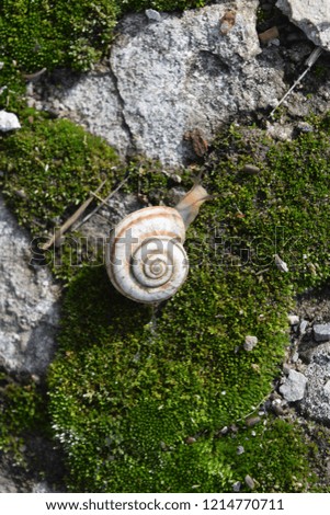 Snail crawling on moss. Macro photography in natural habitat. Nature.