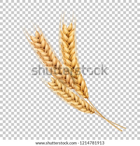 Vector wheat ears spikelets with grains. Realistic oat bunch, yellow sereals for backery, flour production design. Whole stalks, organic vegetarian food packaging element. Transparent background Royalty-Free Stock Photo #1214781913