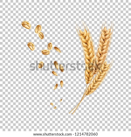 Vector wheat ears spikelets with grains. Realistic oat bunch, yellow sereals for backery, flour production design. Whole stalks, organic vegetarian food packaging element. Transparent background Royalty-Free Stock Photo #1214782060