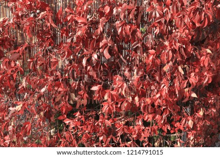 Autumnal red ivy leaves growing on a fence