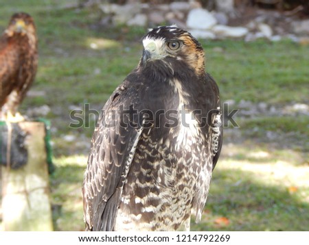 A beautiful falcon from the Brazilian Atlantic Forest