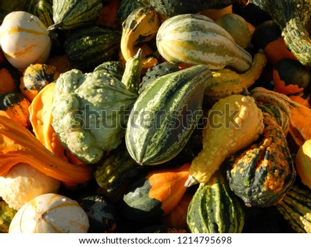 Picture of decorative pumpkins at market, pumpkins for Halloween party	