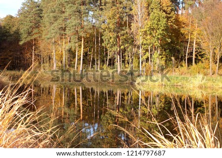 Gorgeous golden trees and rush are reflected in the lake, beautiful landscape, autumn outdoor