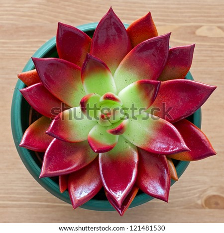 Succulent in a pot isolated on wooden background Royalty-Free Stock Photo #121481530