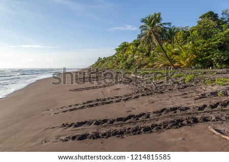 Sea turtle tracks on the beach at Tortuguero National Park in Costa Rica Royalty-Free Stock Photo #1214815585