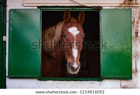 SPANISH HORSE IN THE STAGE WINDOW IN PEOPLE OF EXTREMADURA Royalty-Free Stock Photo #1214816092