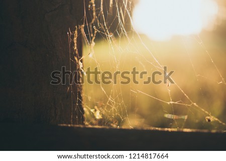 vintage Spider web in sunrise  Royalty-Free Stock Photo #1214817664
