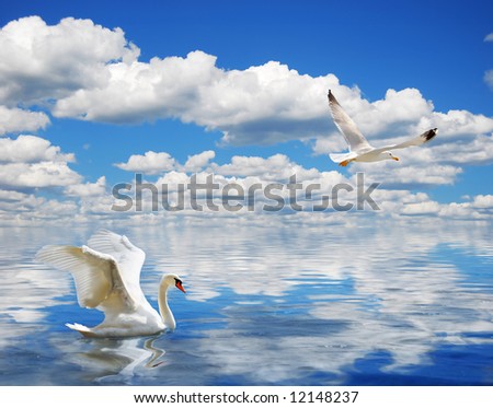 Graceful swan swimming in the ocean