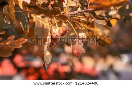 Oak tree with ripe acorns. Sunny autumn day. Close up image of brown acorns. Shallow depth of filed.