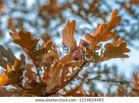 Oak tree with ripe acorns. Sunny autumn day. Close up image of brown acorns. Shallow depth of filed.