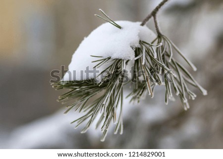 Close-up shot of fir-tree branches with green needles covered with deep fresh clean snow on blurred blue outdoors copy space background. Merry Christmas and Happy New Year greeting postcard.