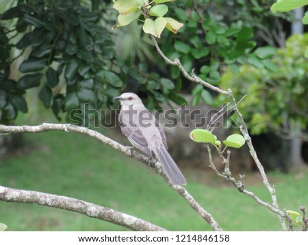 Tropical mockingbird on a branch