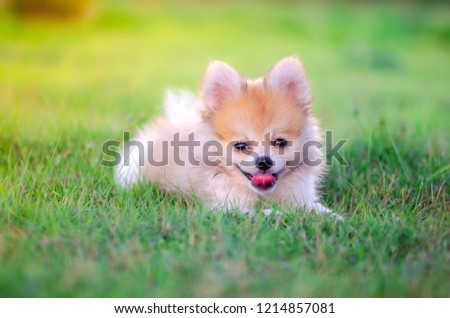 happy puppy caught in motion play on vibrant green grass.