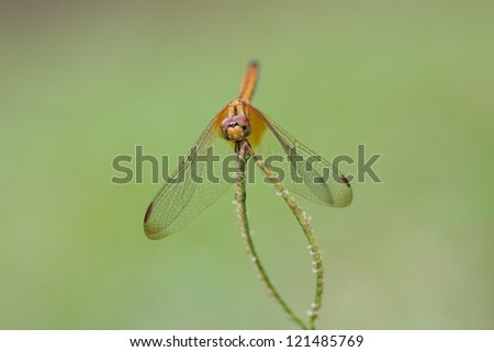 Dragonfly in a park.