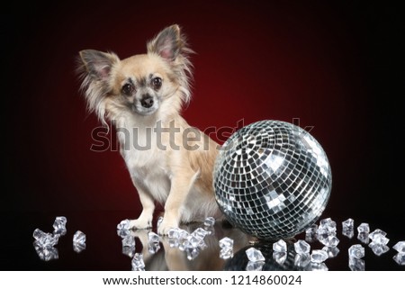 Portrait of young chihuahua dog with glitterball