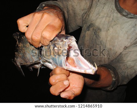 Payara, Dog Tooth Characin (Hydrolycus scomberoides), is a type of game fish. It is found abundantly in Venezuela and in the Amazon basin.