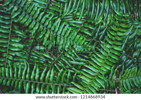 Green fern texture detail background, copy space