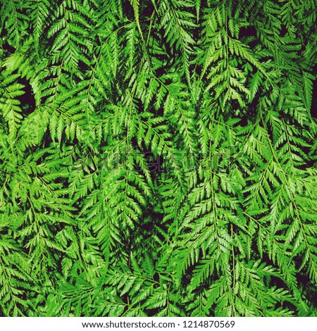 Green fern texture detail background, frame concept, copy space