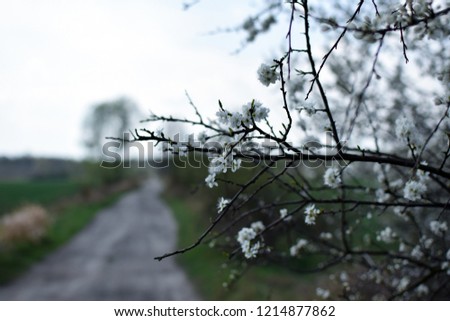 "Prunus spinosa" - blackthorn. Sloe white flowers close up photography with dirty road background.
