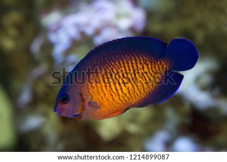 The twospined angelfish, dusky angelfish, or coral beauty (Centropyge bispinosa).
 Royalty-Free Stock Photo #1214899087