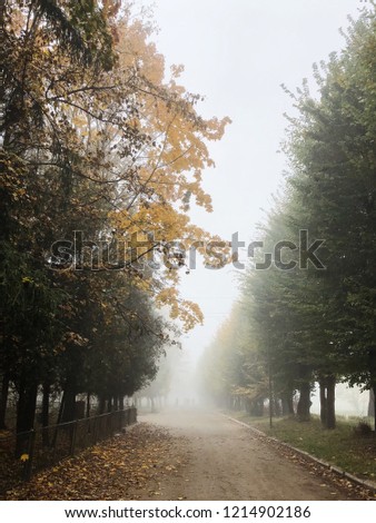 Autumn alley perspective. Foggy. Nature background photography. Wallpaper. Vertical banner.