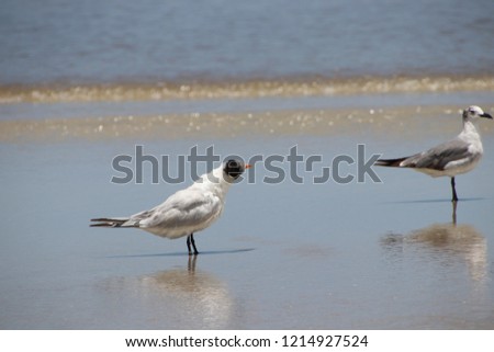 Royal tern bird on the beach in the surf of the turquoise blue sea.