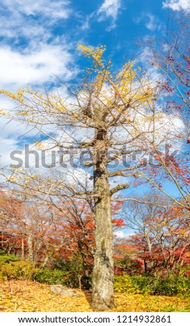 Tall leafless tree with fallen colorful leaves in autumn season