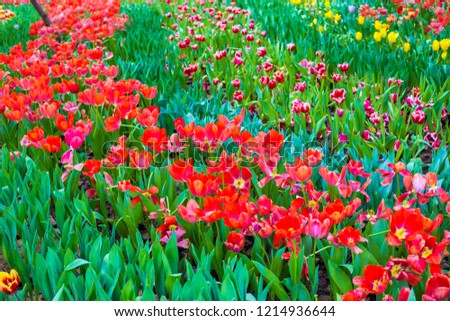 Colorful red tulip flower garden outdoor botanic park