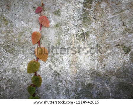 climbing plant&concrete wall. green leave. 
Can be used for info-graphic, workflow, layout, banner, abstract, colour, graphic or website layout vector, business, marketing and media