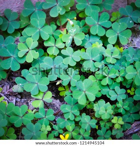 Clover Leaves for Green background with three-leaved shamrocks. St. Patrick's day holiday symbol.