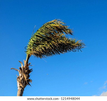 branch of palm tree on background of blue sky, beautiful photo digital picture