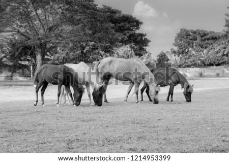 Horses are eating grass as a family.,
black and white picture