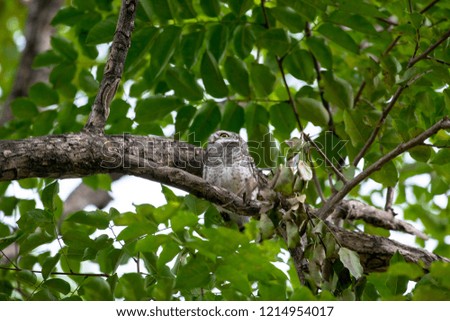 Spotted owlet is a small owl which breeds in tropical Asia. A common resident of open habitats including farmland and human habitation, it has adapted to living in cities