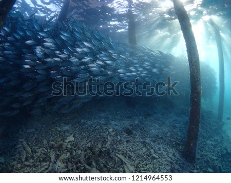 Fishes schooling under a pier in Aerborek Jetty at Raja Ampat, Indonesia that know as the heart of Coral Triangle.