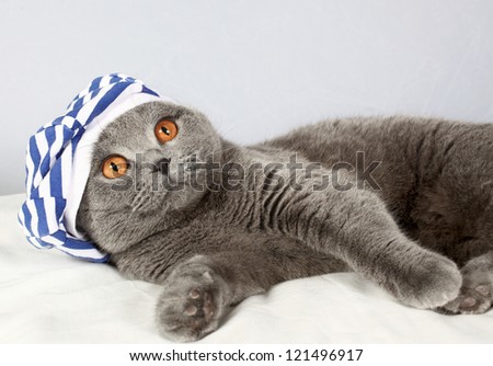 beautiful cat in a cap on a light background