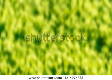 green grass texture. selective focus
