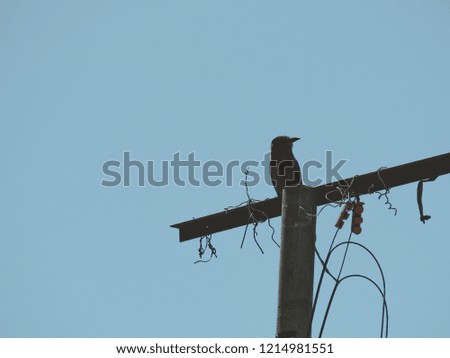 bird on electric pole